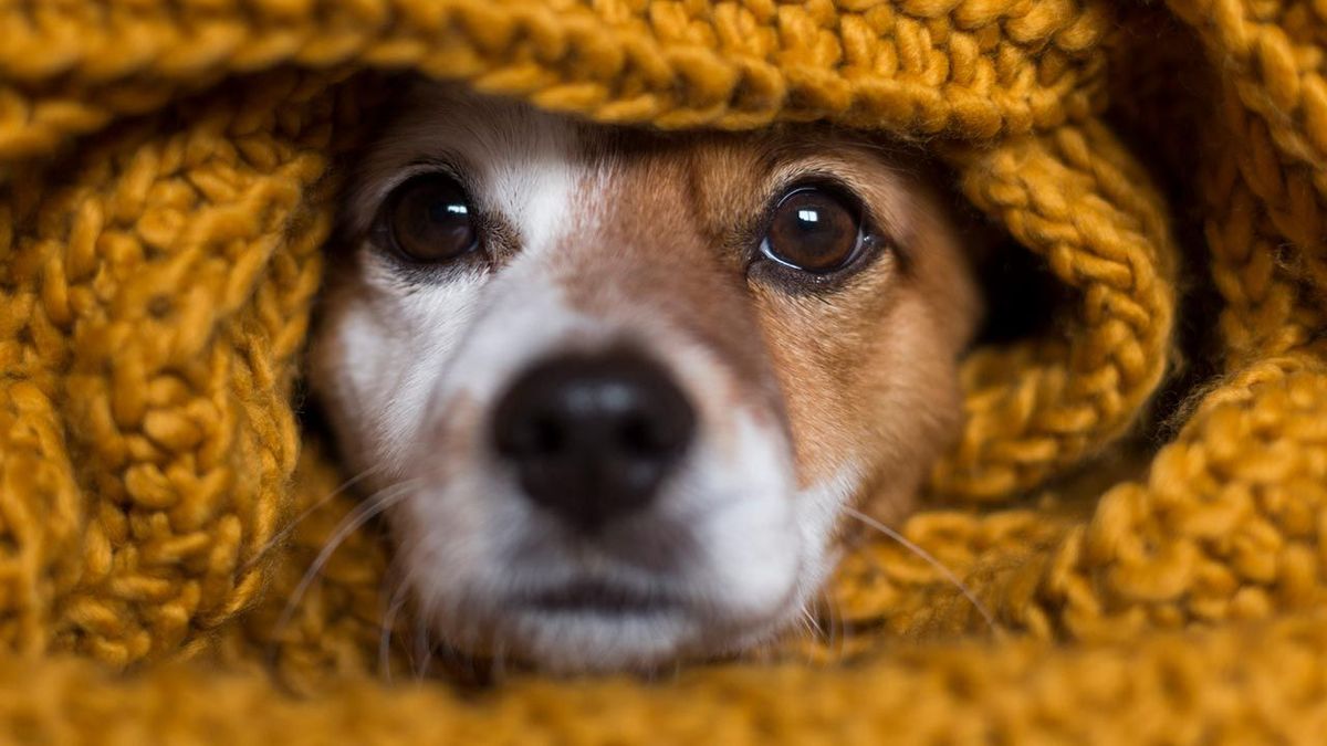 Pocos lo saben: estas son las señales que indican que tu mascota sufre hipotermia Pocos lo saben: estas son las señales que indican que tu mascota sufre hipotermia