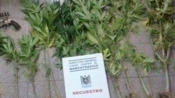 Encontraron un pequeño vivero de plantas de marihuana en San Rafael