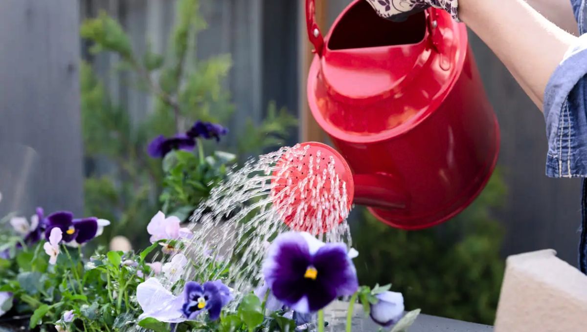 El agua de arroz puede ser beneficioso para las plantas. ¿Por qué recomiendan usarlo?