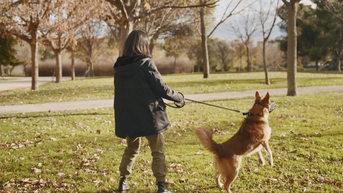 Pasear a tu mascota a veces puede tener sus dificultades, aunque un truco puede solucionar el problema Pasear a tu mascota a veces puede tener sus dificultades, aunque un truco puede solucionar el problema