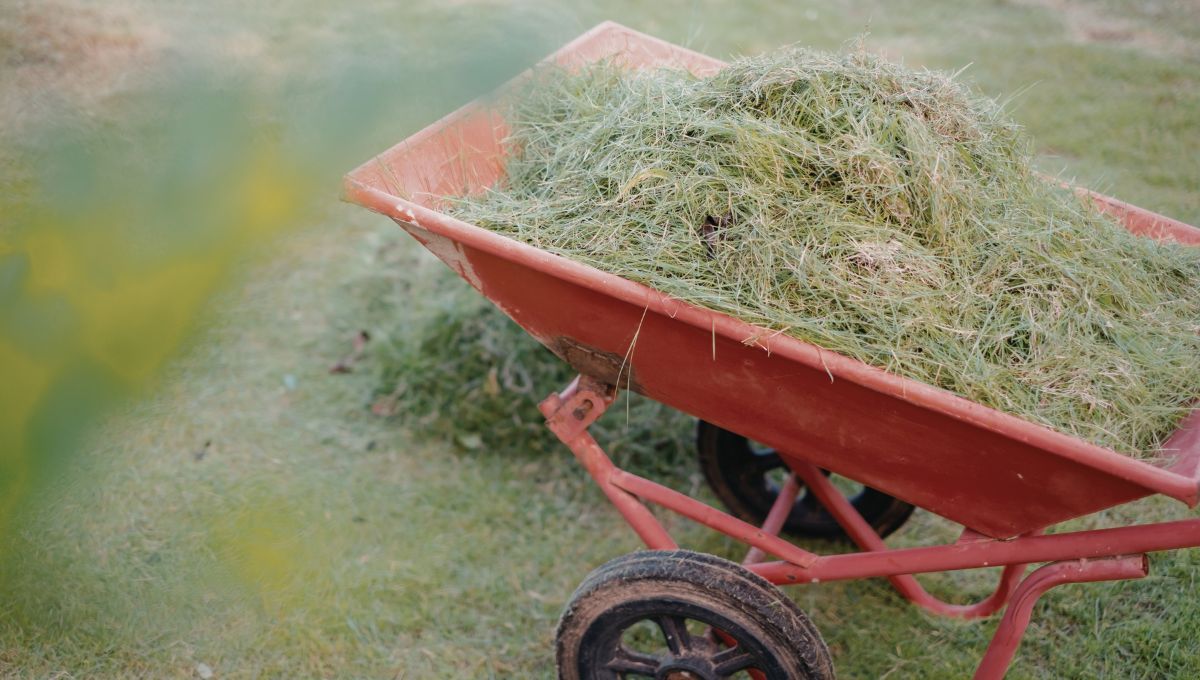 El pasto recién cortado puede aprovecharse en diversas áreas del jardín. El pasto recién cortado puede aprovecharse en diversas áreas del jardín. 