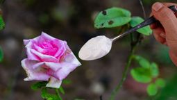 Potencia el crecimiento de tus rosas con bicarbonato. Foto: Redacción Diario UNO