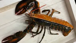 Esta enorme langosta es uno de los animales más difíciles de ver.