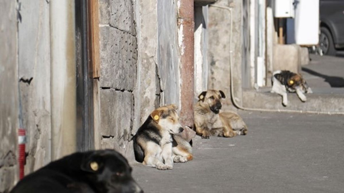 Perros con chip y cuidados por todos: la ciudad en donde los callejeros son sagrados