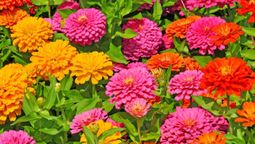 Estas plantas llenarán de vida tu jardín. Estas plantas llenarán de vida tu jardín.