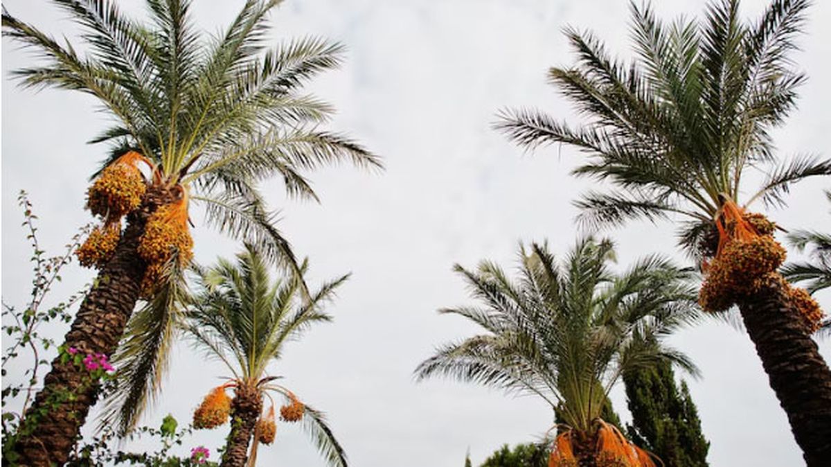 El dátil no pierde sus nutrientes esenciales gracias a su proceso natural de secado en el árbol. El dátil no pierde sus nutrientes esenciales gracias a su proceso natural de secado en el árbol.
