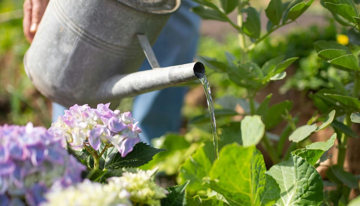 &nbsp;Aprende unos trucos para regar tu jardín. Imagen: Pexels.