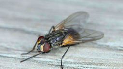 Siempre hay que conocer algún remedio casero para ahuyemtar las moscas del jardín y la casa. Siempre hay que conocer algún remedio casero para ahuyemtar las moscas del jardín y la casa.