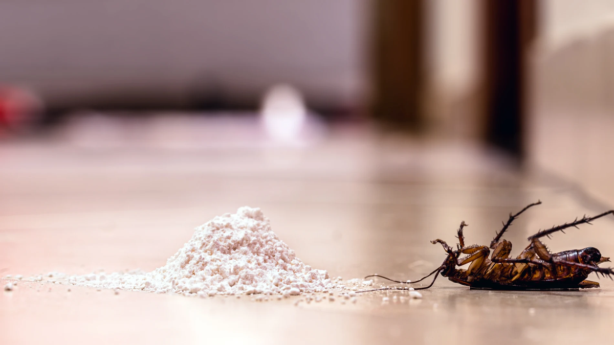 Solo necesitas una cebolla: la trampa ideal para eliminar a las cucarachas de casa Solo necesitas una cebolla: la trampa ideal para eliminar a las cucarachas de casa