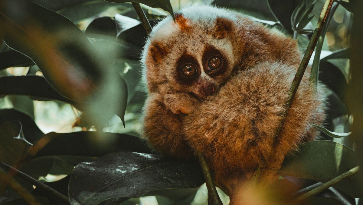El único primate del mundo cuyo veneno puede ser mortal para el ser humano y lo oculta tras su adorable cara