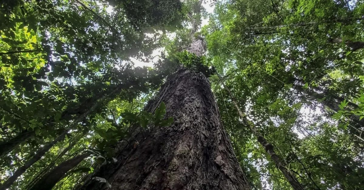 Especialistas se sorprenden ante el descubrimiento del árbol más alto de Sudamérica Especialistas se sorprenden ante el descubrimiento del árbol más alto de Sudamérica