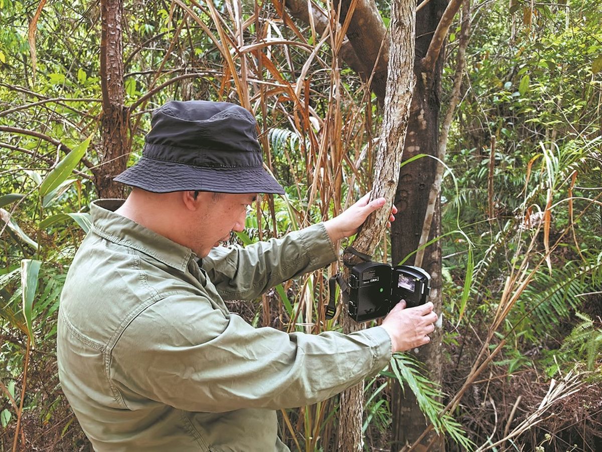 Li Cheng revisa el material grabado por una cámara instalada en la reserva. YAN DONGJIE / CHINA DAILY Li Cheng revisa el material grabado por una cámara instalada en la reserva. YAN DONGJIE / CHINA DAILY