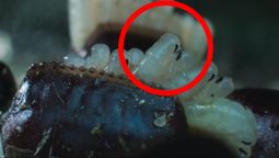 Una plaga común y peligrosa para la salud