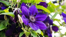 La clemátide es una planta trepadora que adorna el jardín con sus flores. Imagen de Freepik.
