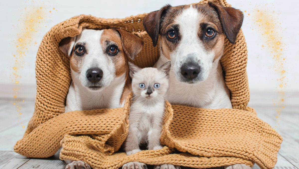 Se acabó el debate: ¿Las personas prefieren a los perros o a los gatos?
