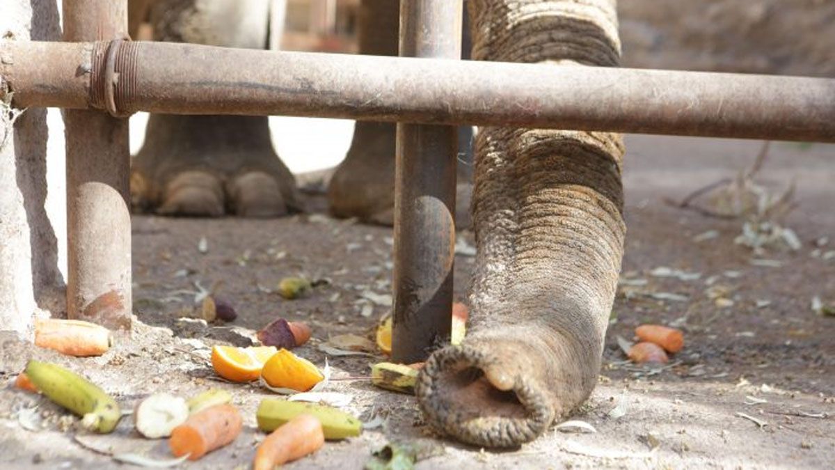 Tamy puede usar ahora el recinto que era ocupado por Pocha y Guillermina, aunque es un pozo sin perspectiva de horizonte. Tamy puede usar ahora el recinto que era ocupado por Pocha y Guillermina, aunque es un pozo sin perspectiva de horizonte.