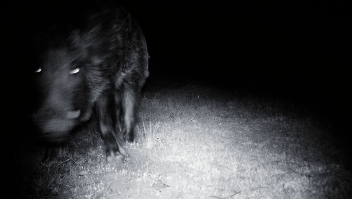 Este animal es una de las especies exóticas más peligrosas del mundo 