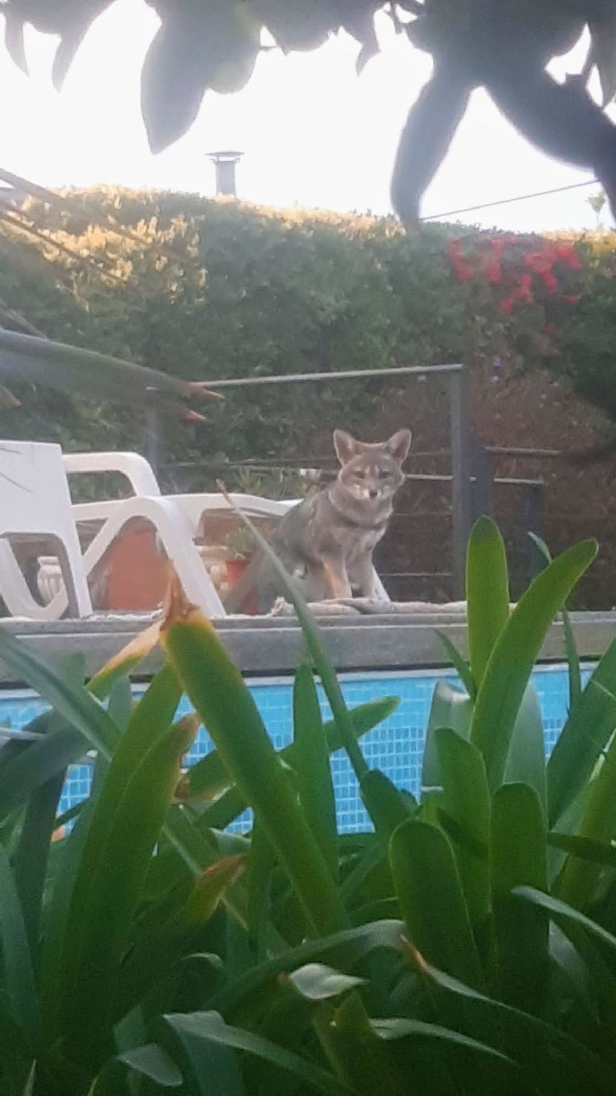 Desde su ventana, Susi generó risas y polémica en el grupo del barrio. Muchos aman a los zorros... otros no. Desde su ventana, Susi generó risas y polémica en el grupo del barrio. Muchos aman a los zorros... otros no.