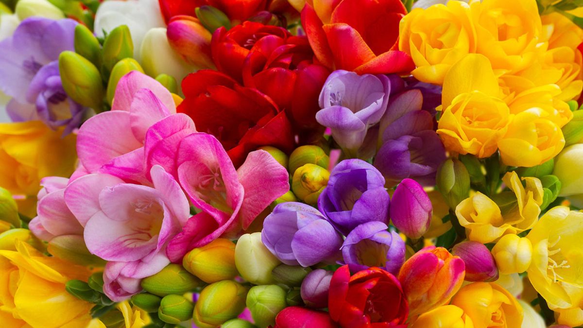 Las fresias son plantas que pueden florecer de muchos colores. Las fresias son plantas que pueden florecer de muchos colores. 