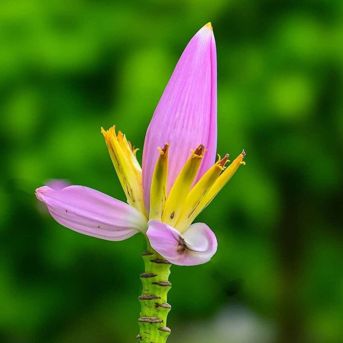La musa ornata es una planta exótica de flores moradas que son un deleite para la vista. La musa ornata es una planta exótica de flores moradas que son un deleite para la vista.