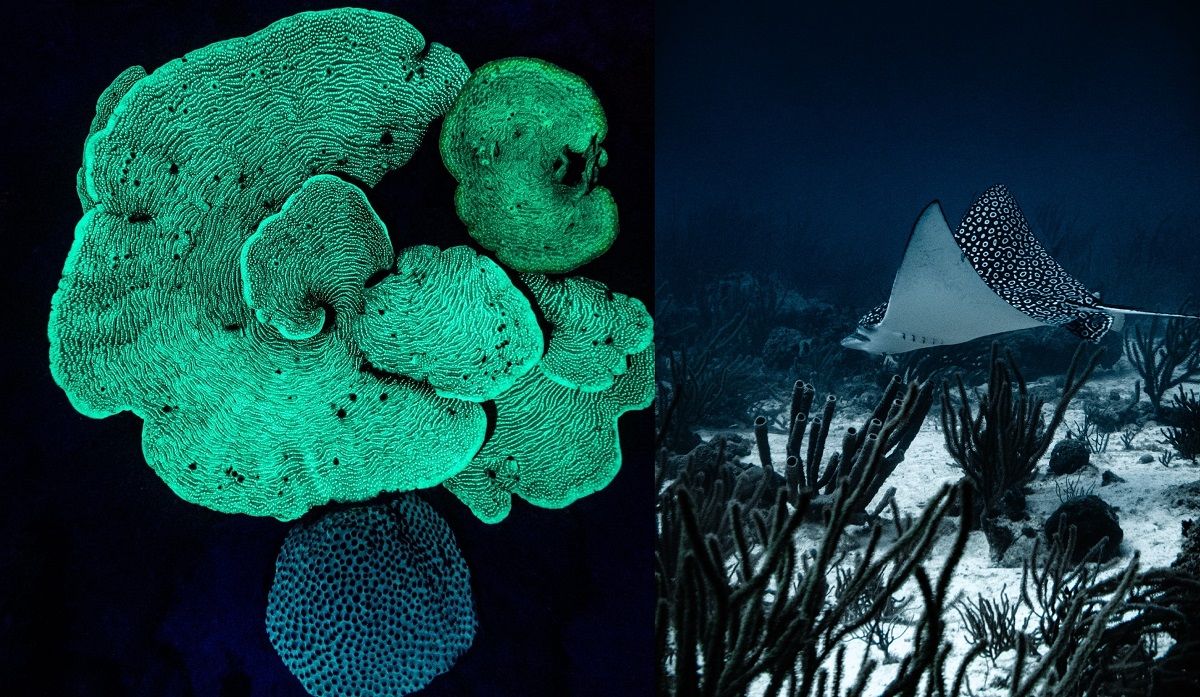 Las dos fotos del joven argentino entre las mejores 25 del mundo