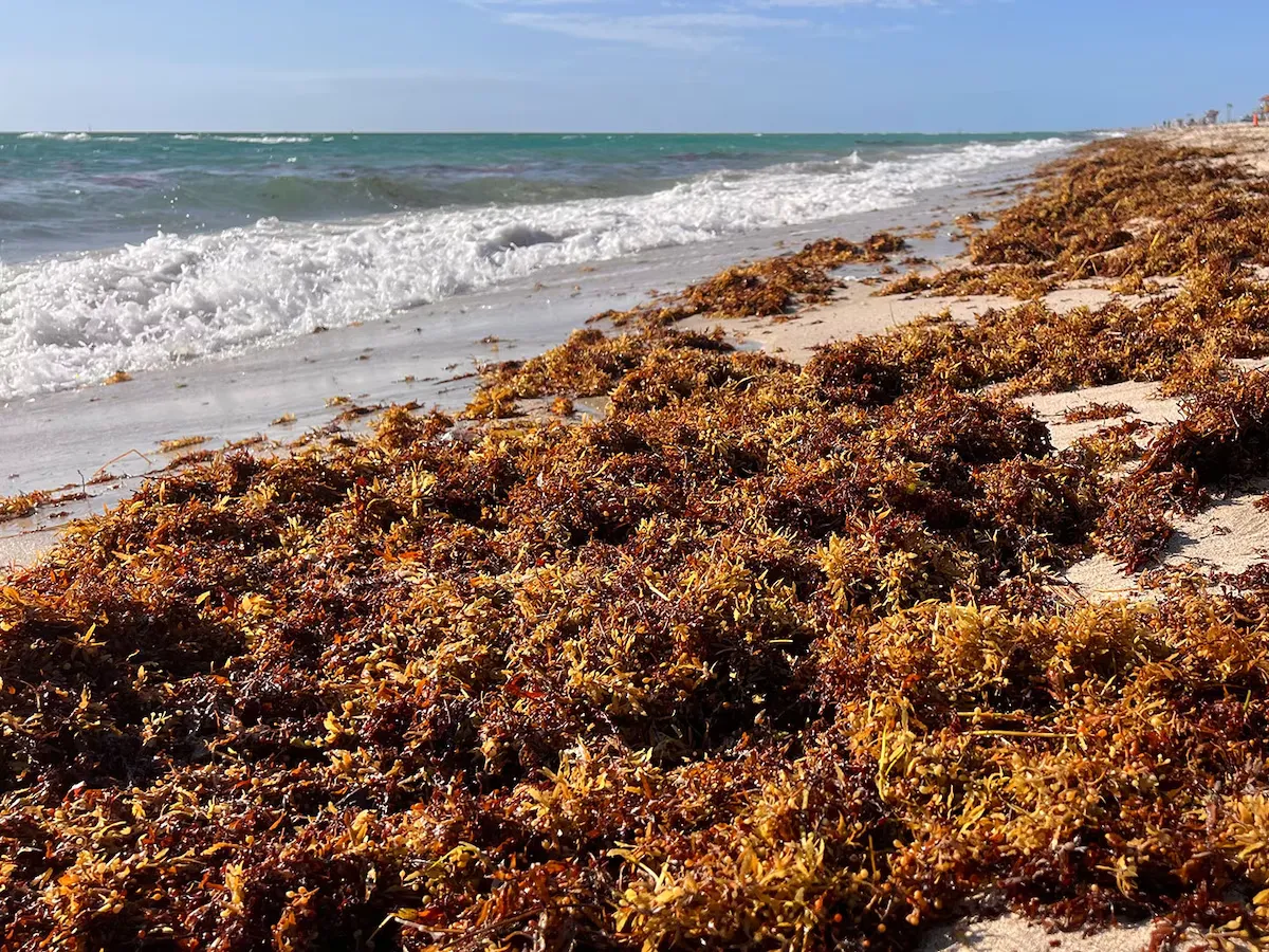 El sargazo crea preocupación en diversas playas de Estados Unidos, Caribe y México El sargazo crea preocupación en diversas playas de Estados Unidos, Caribe y México