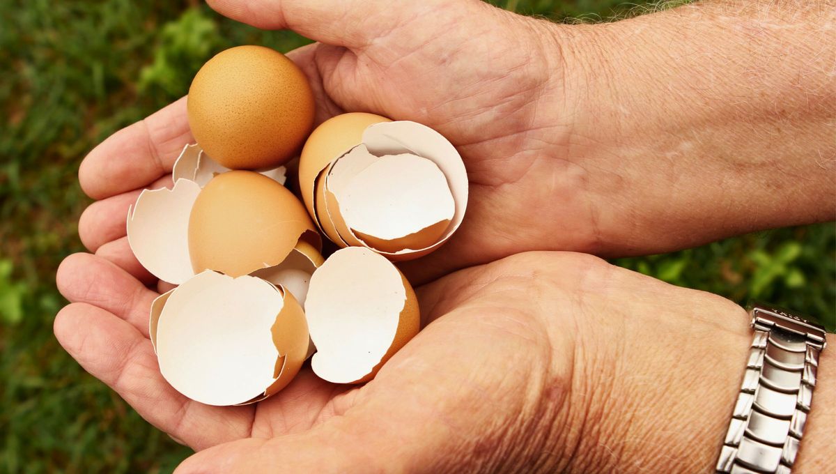 Si tenés cáscaras de huevo en casa tenés un tesoro en tus manos: para qué y en qué usarlas