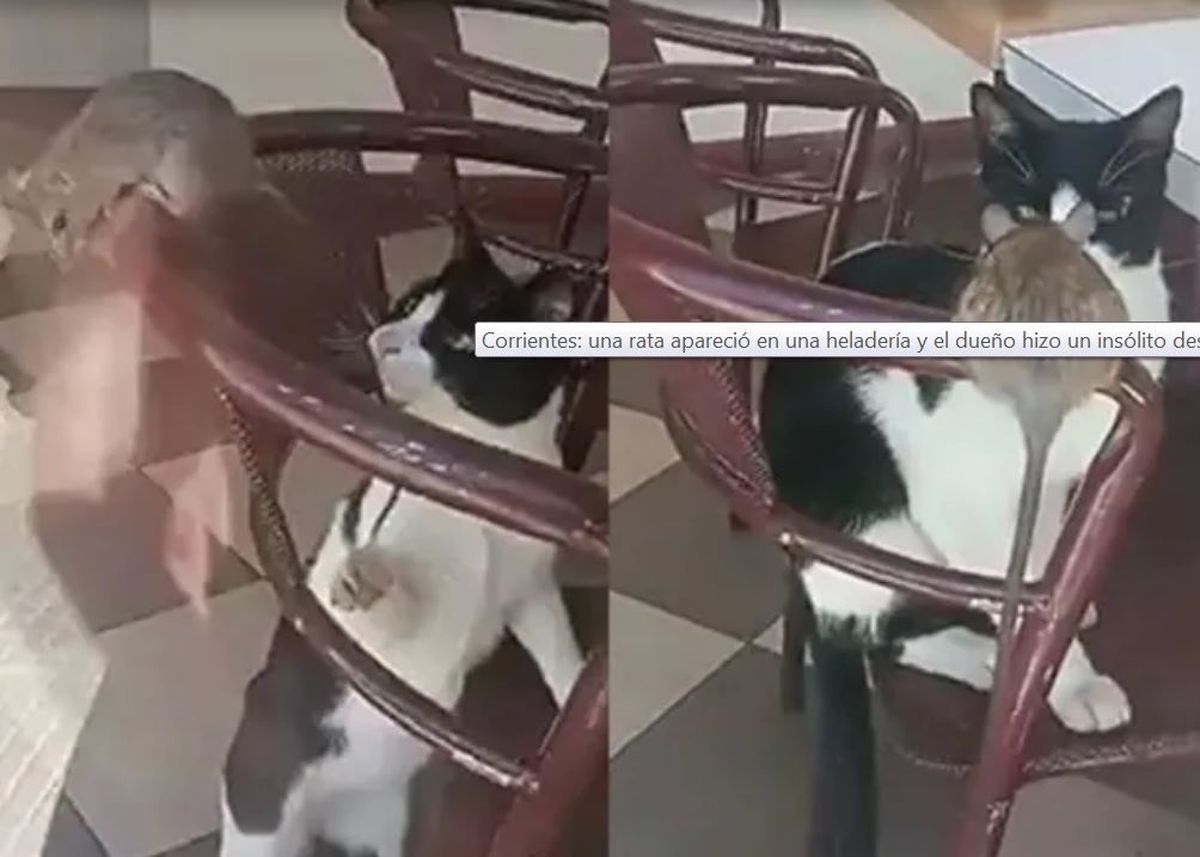 Irresponsable. El dueño de una heladería culpó a un niño porque en el local había una rata gigante.&nbsp;