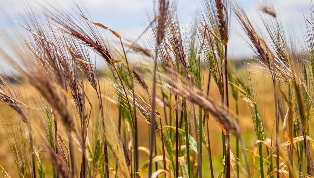 Cebada, el oro botánico que arrasa con miles de beneficios: controla el colesterol y mejora la digestión