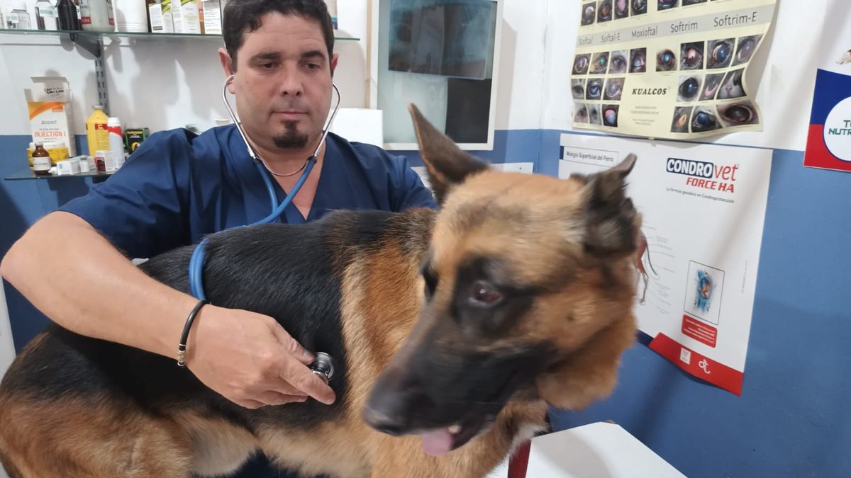 El veterinario Gastón Massetti detalló qué síntomas podemos observar en las mascotas para advertir un golpe de calor en ellas. El veterinario Gastón Massetti detalló qué síntomas podemos observar en las mascotas para advertir un golpe de calor en ellas.