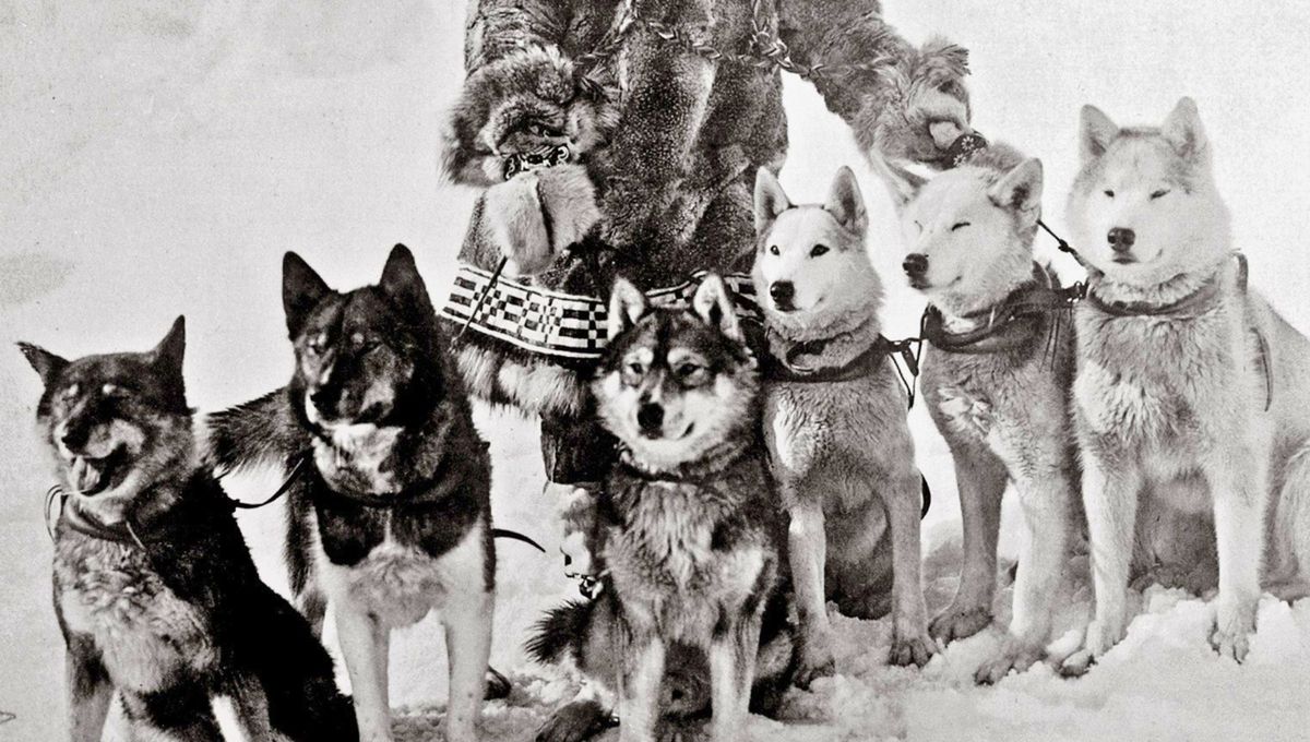 Togo es el primero por la izquierda en esta foto con su dueño. Togo es el primero por la izquierda en esta foto con su dueño.