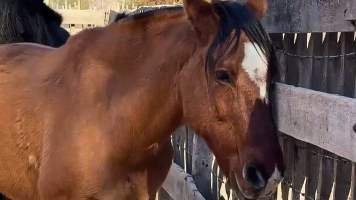 Algunas personas conectan inmediatamente la afectividad con los caballos, Marianela Tapia es una de ellas. Algunas personas conectan inmediatamente la afectividad con los caballos, Marianela Tapia es una de ellas.