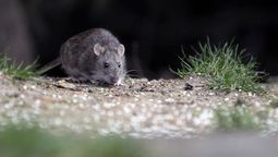 Tras muertes inesperadas, volvieron las preguntas sobre el hantavirus.&nbsp;