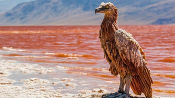 El lago que momifica animales y los convierte en piedra: hay una sola especie que sobrevive El lago que momifica animales y los convierte en piedra: hay una sola especie que sobrevive