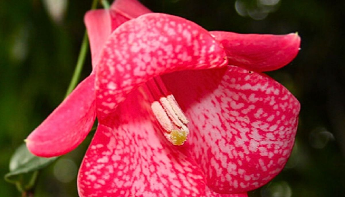 La planta trepadora que conquista jardines con sus flores majestuosas