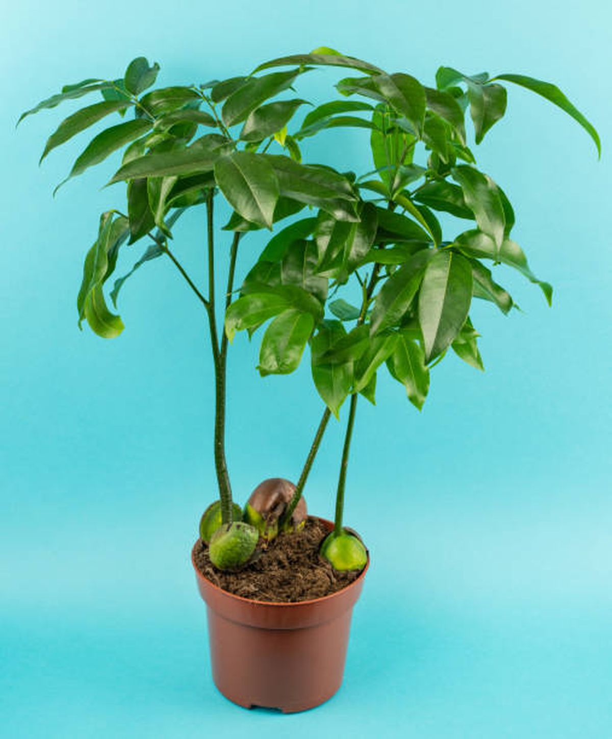 El árbol de palta puede crecer con facilidad en una maceta.
