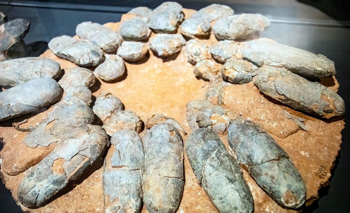 No eran gallinas gigantes: estudio determina cómo cuidaban los dinosaurios de sus nidos