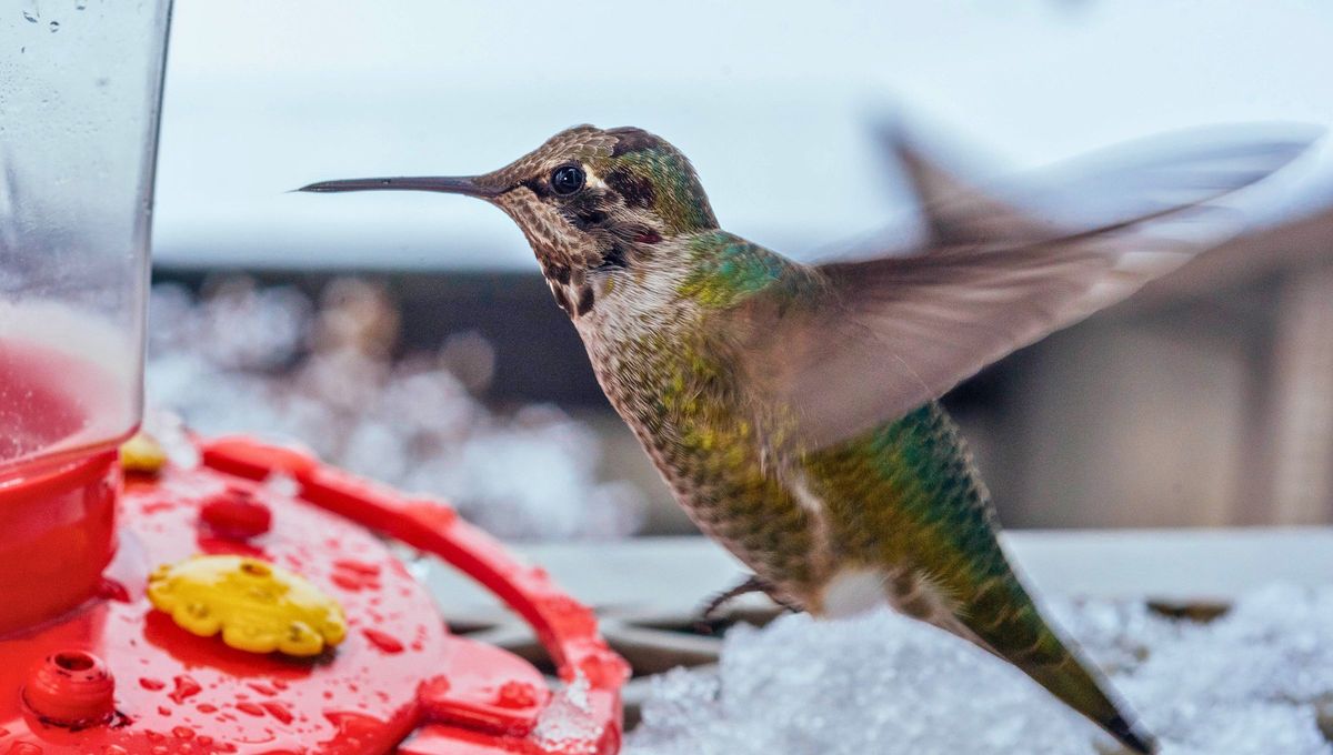 El misterio de su presencia: qué significa si un colibrí visita mi jardín en invierno