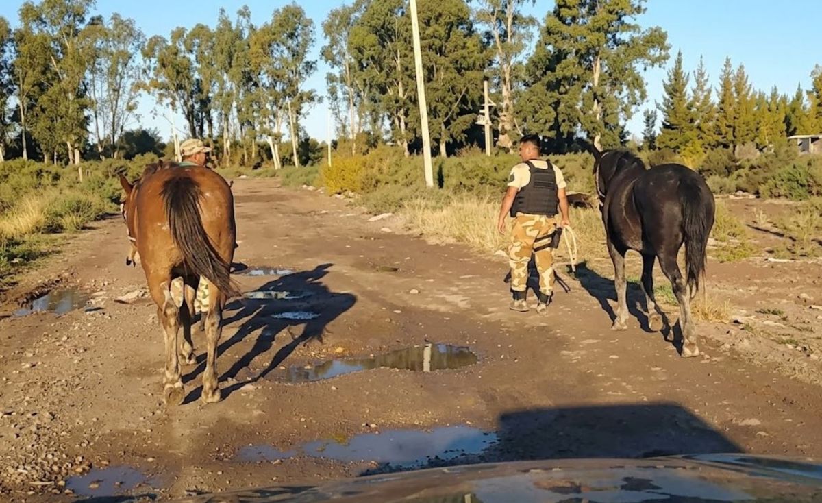 Desbarataron una red de faena ilegal cinco detenidos y animales recuperados tras una persecución