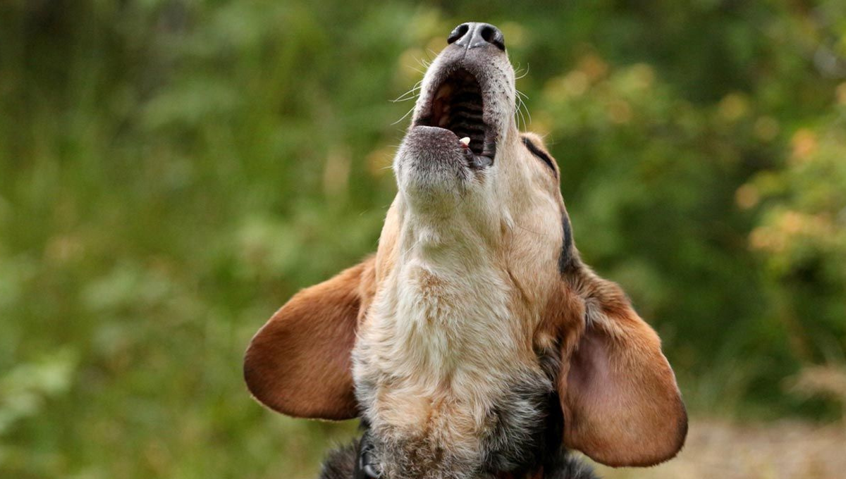 Qué significa que mi perro aulle según la mirada de la ciencia veterinaria