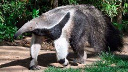 El ataque de un oso hormiguero fue el causante de la muerte de una joven.