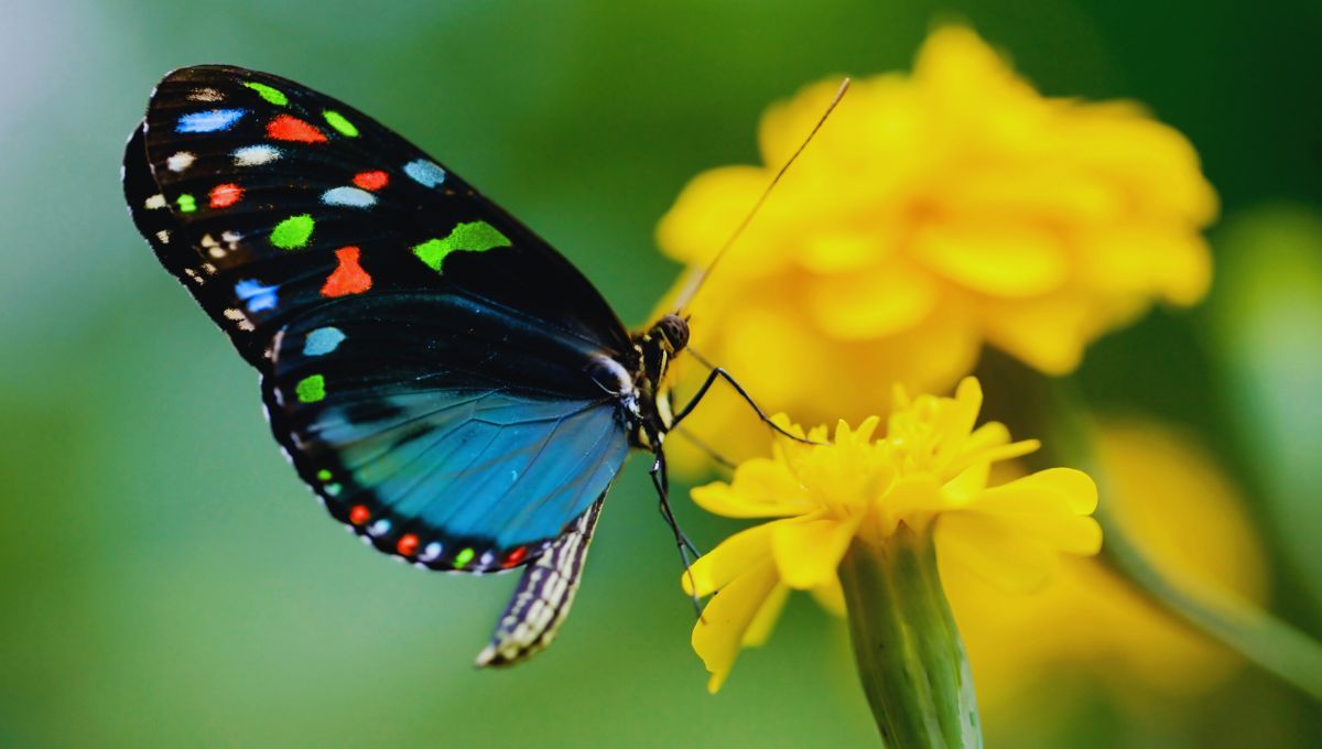 Un estudio científico explica como las mariposas obtienen su color