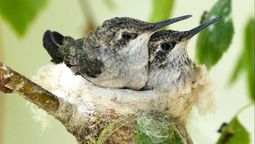 Con la presencia de esta planta, tu jardín puede llenarse de colibríes.