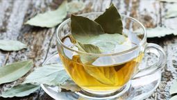 Beneficio de tomar té de laurel.