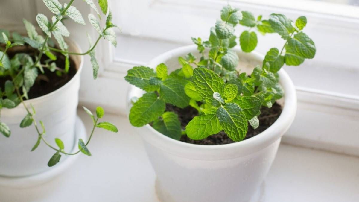 Feng Shui: el significado oculto de tener una planta de menta en casa. Feng Shui: el significado oculto de tener una planta de menta en casa.