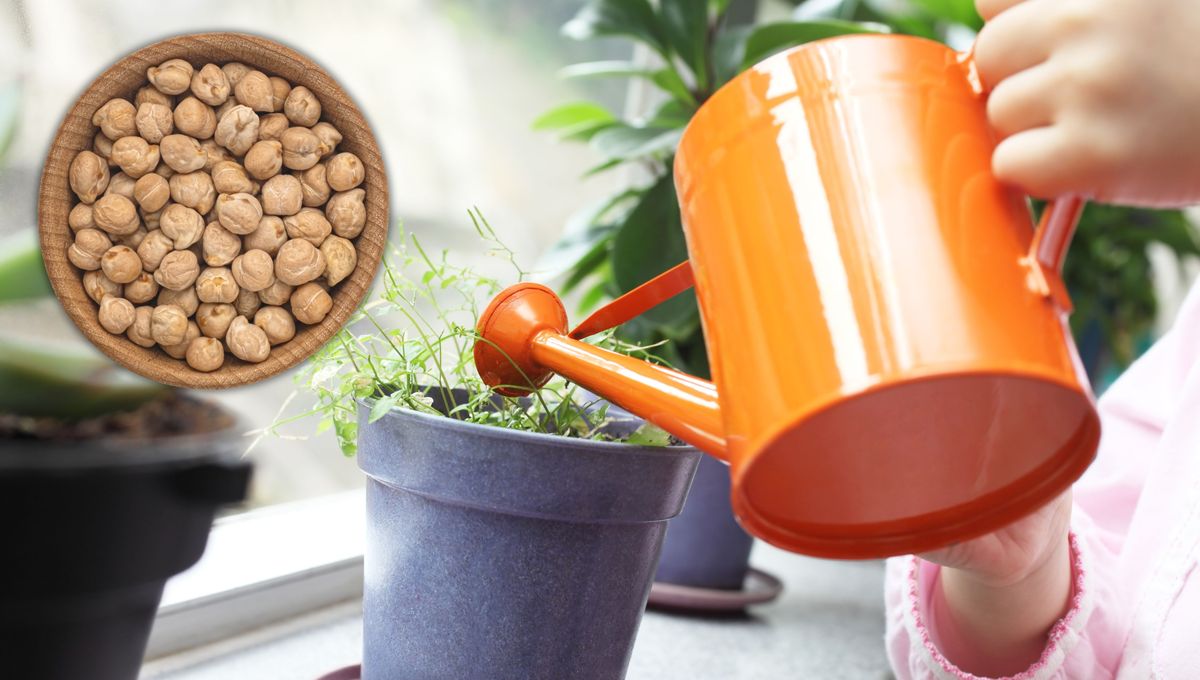 Coloca el agua fría de legumbre en la tierra de las plantas. Coloca el agua fría de legumbre en la tierra de las plantas.