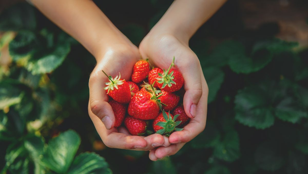 Cómo conservar las frutillas frescas y sabrosas en la heladera durante todo un año