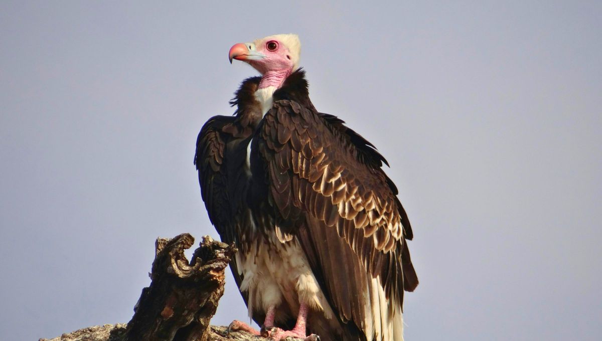 La misteriosa especie de ave que recoge huesos y tarda más de 10 años en reproducirse