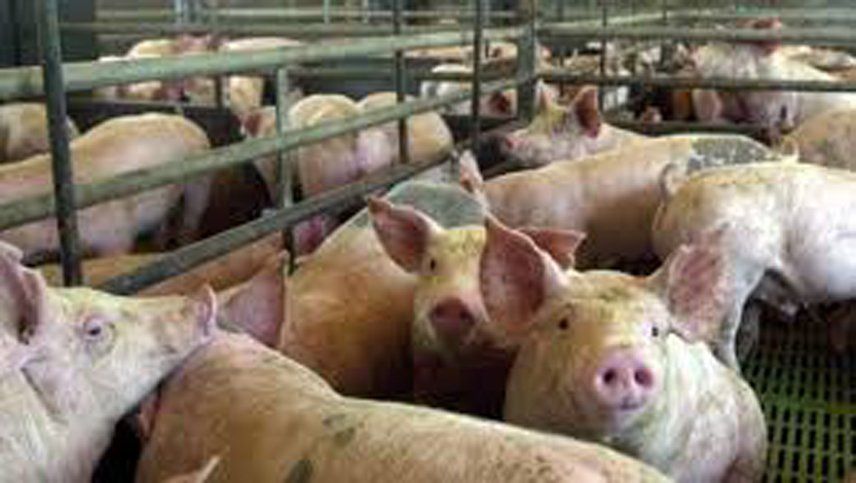 Advierten sobre el impacto ambiental de la producción porcina para China