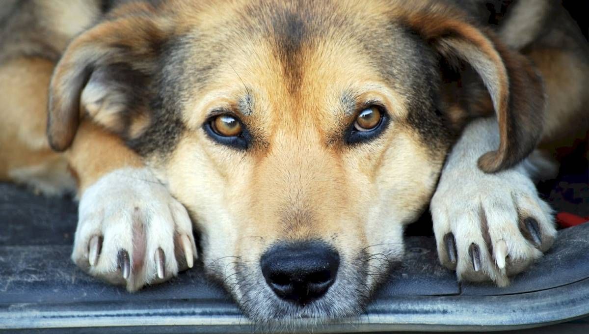 Conoce el nuevo e importante poder descubierto en los perros